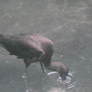 Glossy ibis (Plegadis falcinellus)
