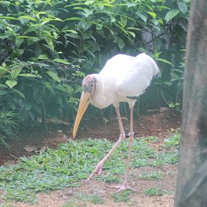 Milky stork (Mycteria cinerea)