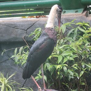 Asian woolly-necked stork (Ciconia episcopus neglecta)