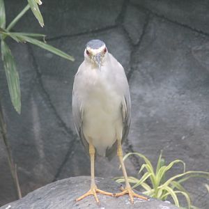 Black-crowned night-heron (Nycticorax nycticorax nycticorax)