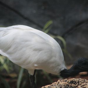 Black-headed ibis (Threskiornis melanocephalus)