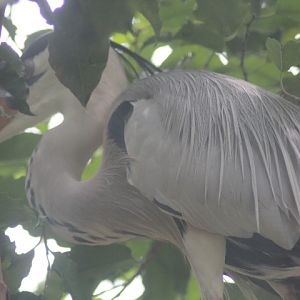 Grey heron (Ardea cinerea jouyi)