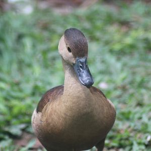 Lesser whistling duck (Dendrocygna javanica)