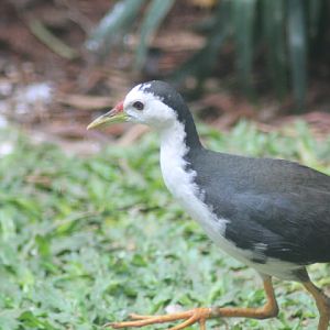 White-breasted waterhen (Amaurornis phoenicurus)