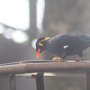 Eastern hill myna (Gracula religiosa religiosa)