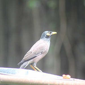 Indian myna (Acridotheres tristis tristis)