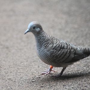 Zebra dove (Geopelia striata)