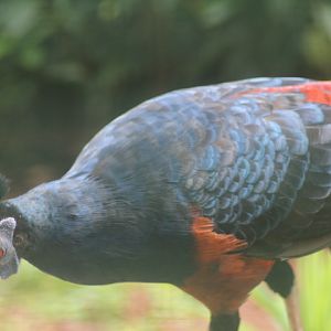 Greater Bornean crested fireback (Lophura ignita nobilis)