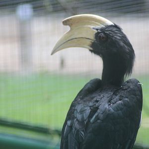 Black hornbill (Anthracoceros malayanus)