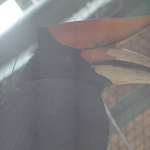 Rhinoceros hornbill (Buceros rhinoceros silvestris)