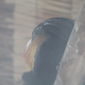 Wrinkled hornbill (Rhabdotorrhinus corrugatus)