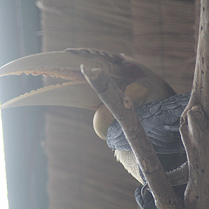 Wreathed hornbill (Rhyticeros undulatus)