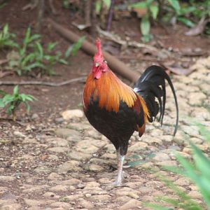 Red junglefowl (Gallus gallus bankiva)