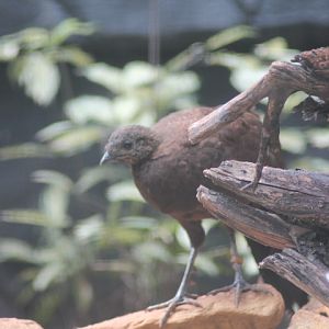 Bronze-tailed peacock-pheasant (Polyplectron chalcurum chalcurum)