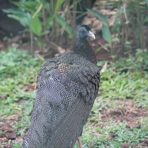 Great argus (Argusianus argus argus)