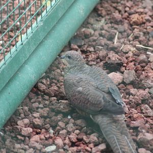 Barred cuckoo-dove (Macropygia unchall unchall)