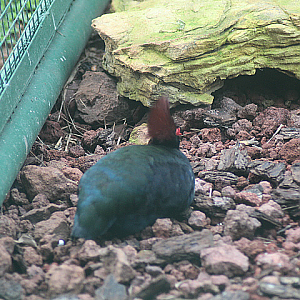 Crested partridge (Rollulus rouloul)