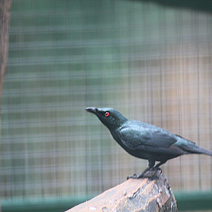 Asian glossy starling (Aplonis panayensis strigata)