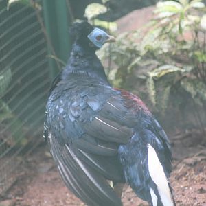 Malayan crested fireback (Lophura rufa)