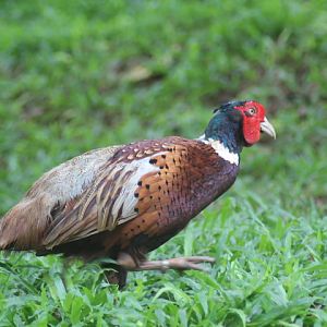 Ring-necked pheasant (Phasianus colchicus mongolicus)