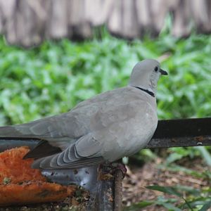 Sunda collared dove (Streptopelia bitorquata)