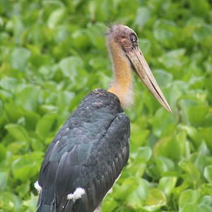 Lesser adjutant (Leptoptilos javanicus)