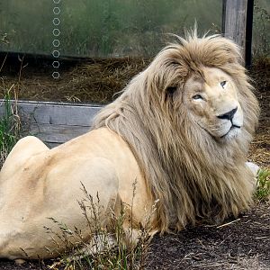 White Lion