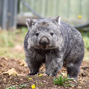 Tasmanian Wombat