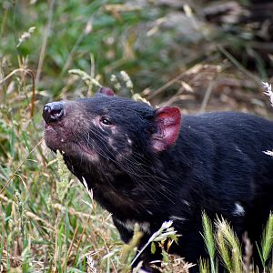 Tasmanian Devil