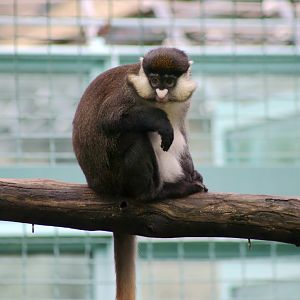 Red-tailed Monkey, April 2018