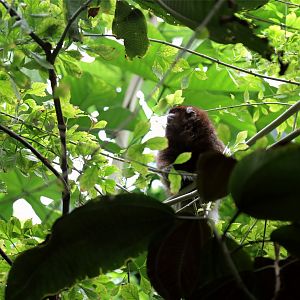 White-eared Titi (Plecturocebus donacophilus), April 2018