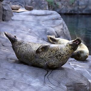 Harbor Seal, April 2016