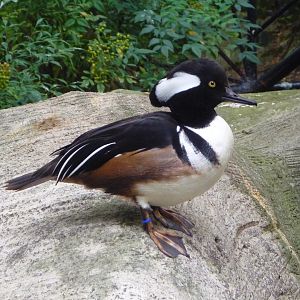 Hooded Merganser, October 2014