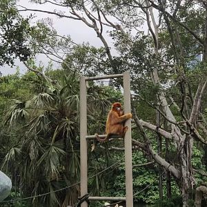 golden snub nosed monkey exhibit