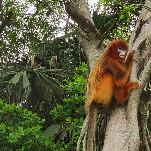 golden snub nosed monkey