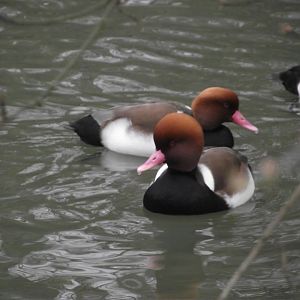 Red-crested Pochards - Zooparc de Beauval - 01/2022
