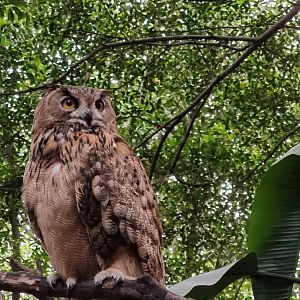 Eurasian Eagle Owl