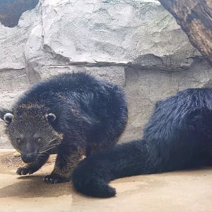Binturong