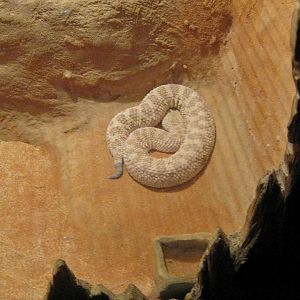 Cerastes vipera? - Zoo Praha 2010