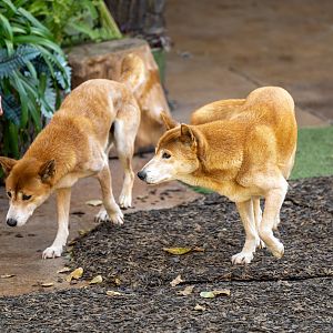 New Guinea Singing Dogs