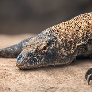 Komodo Dragon