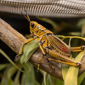 Lubber Grasshopper