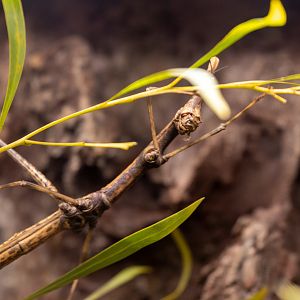 Horsehead Grasshopper
