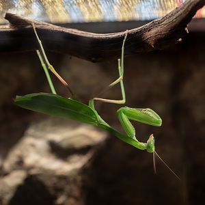 Giant Asian Mantis