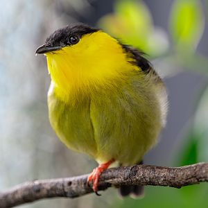Collared Manakin