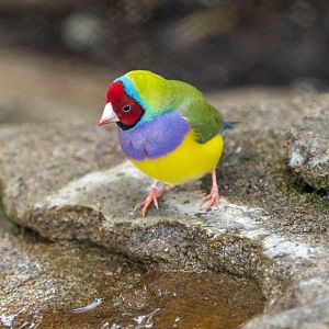Gouldian Finch