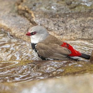 Diamond Firetail