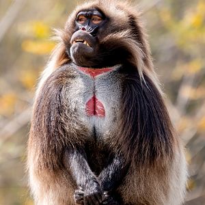 Gelada