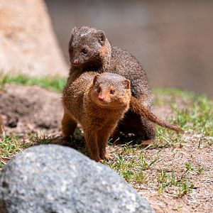 Dwarf Mongoose