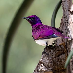 Violet Backed Starling